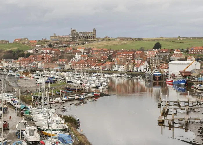 Laridae וויטבי